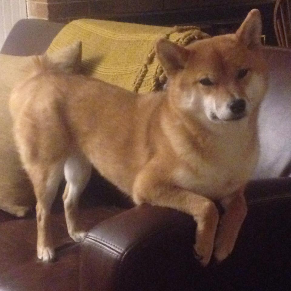 WRC赛车维护：幕后技术保障大揭秘，wrc赛车解析