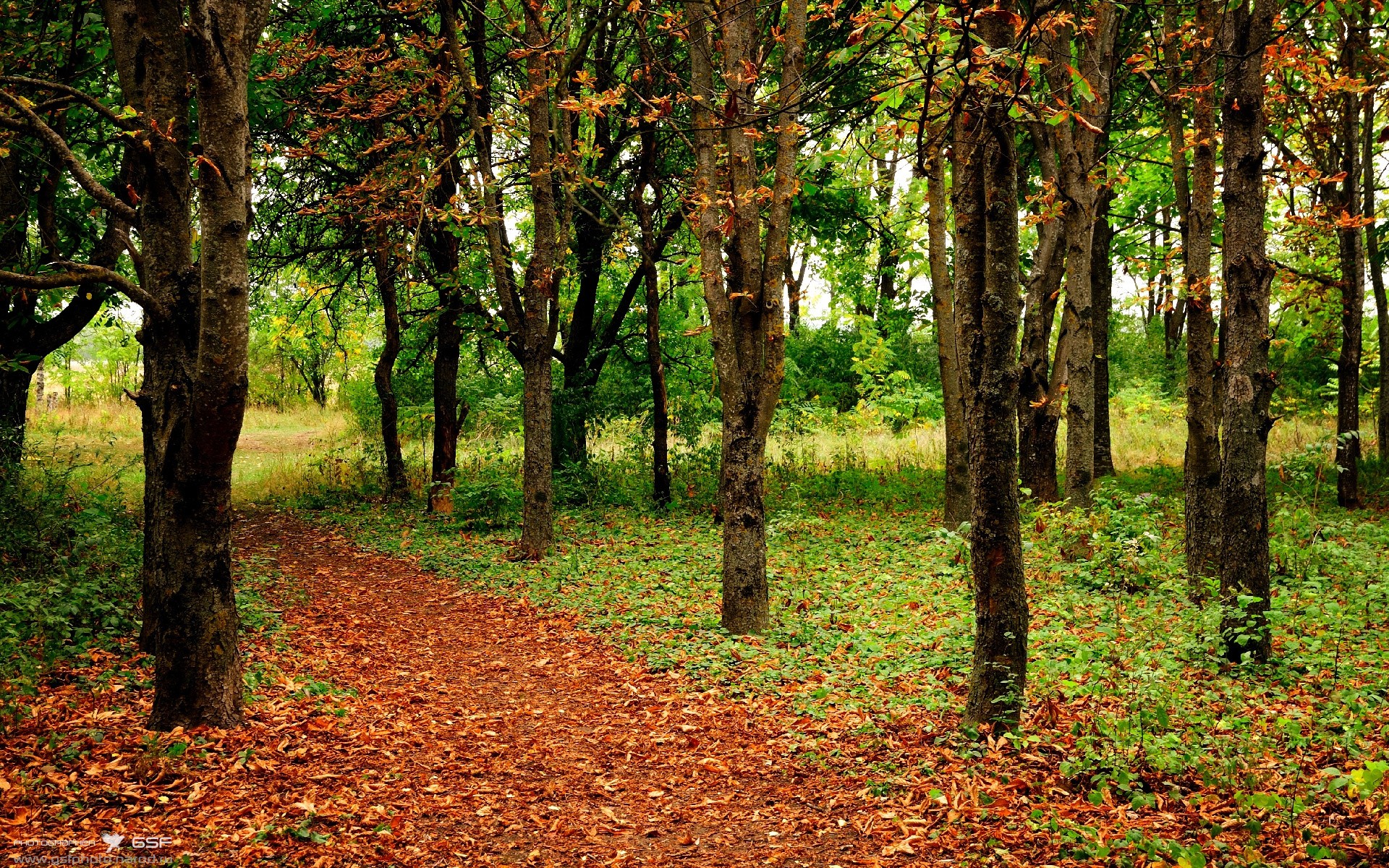 _篮网持续领跑，联盟无人能敌_，篮网也忍不住了