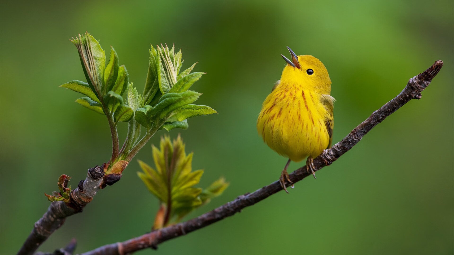 《王者荣耀世界冠军赛，线上线下同步直播盛况空前》，王者荣耀世界冠军杯重播